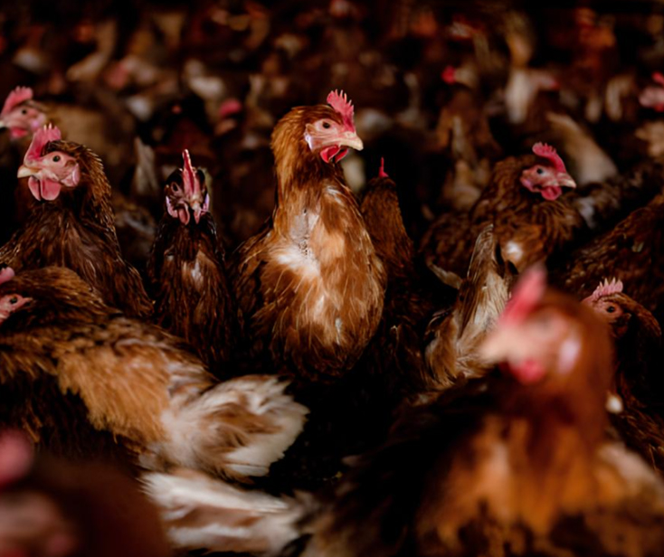 PIC seeks buyer for chicken business